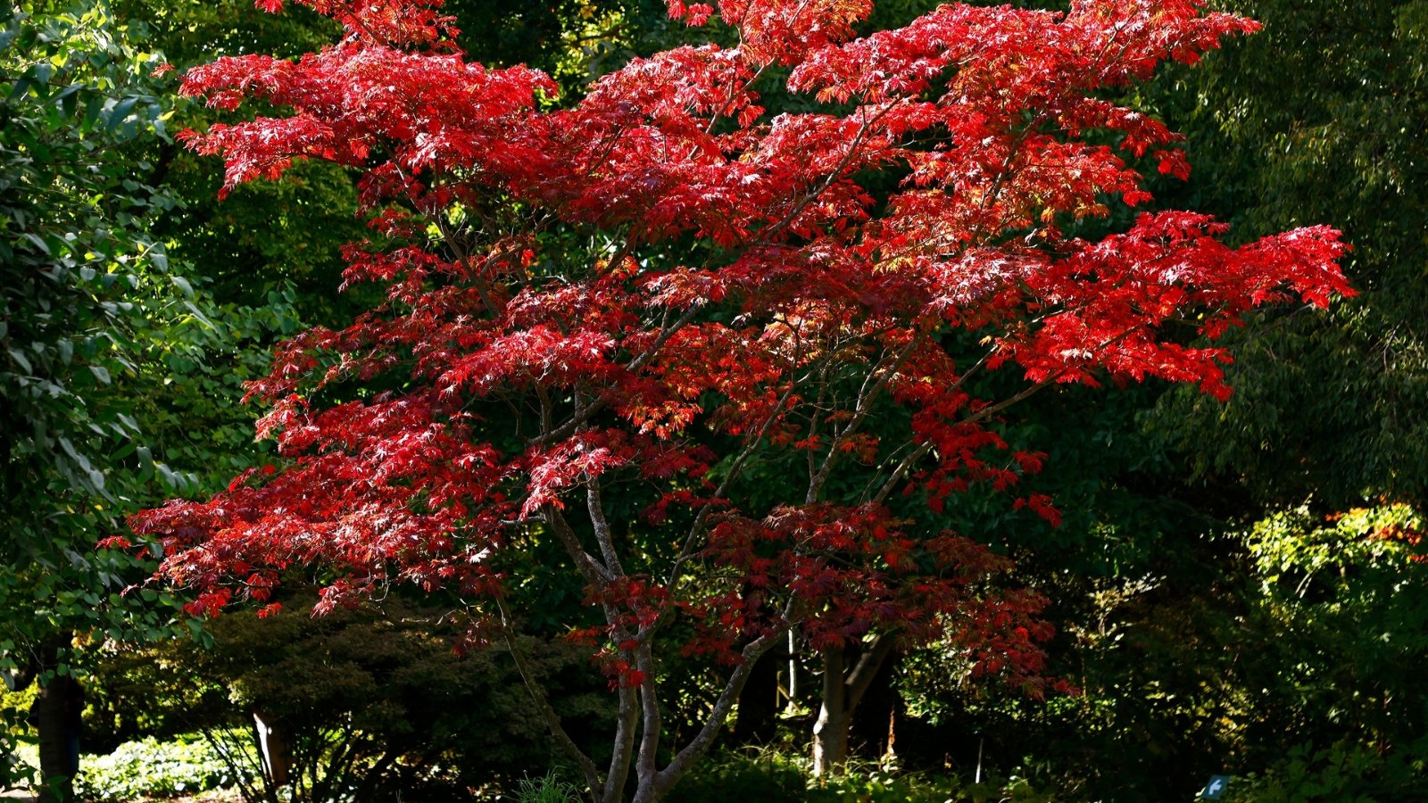 A garden tree with deeply cut, palmate scarlet-red leaves, each lobe tapering to a fine point, forming a rounded canopy.