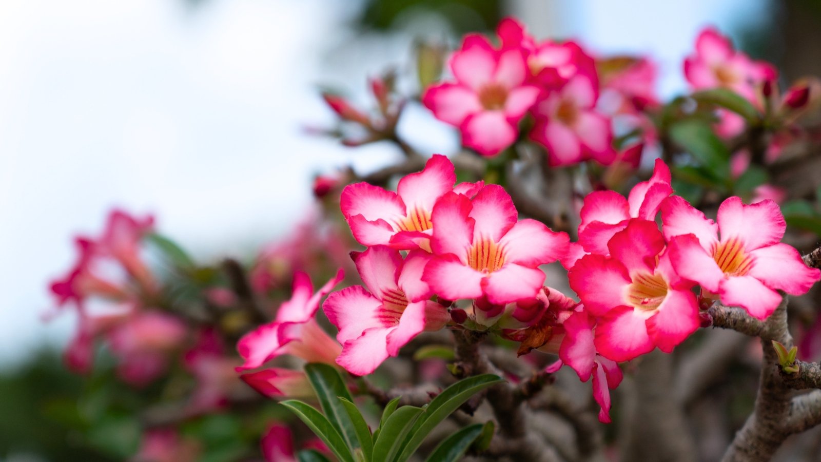 A dense cluster of five-petaled, trumpet-shaped flowers with bright pink outer edges and a pale pink to white center.