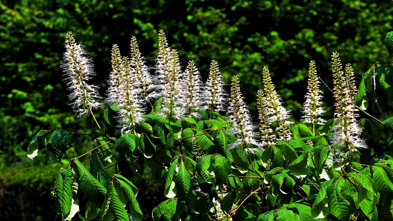 Tall, upright spires of fuzzy white flowers with long, prominent anthers and pink-tipped filaments, rising above large, green compound leaves.
