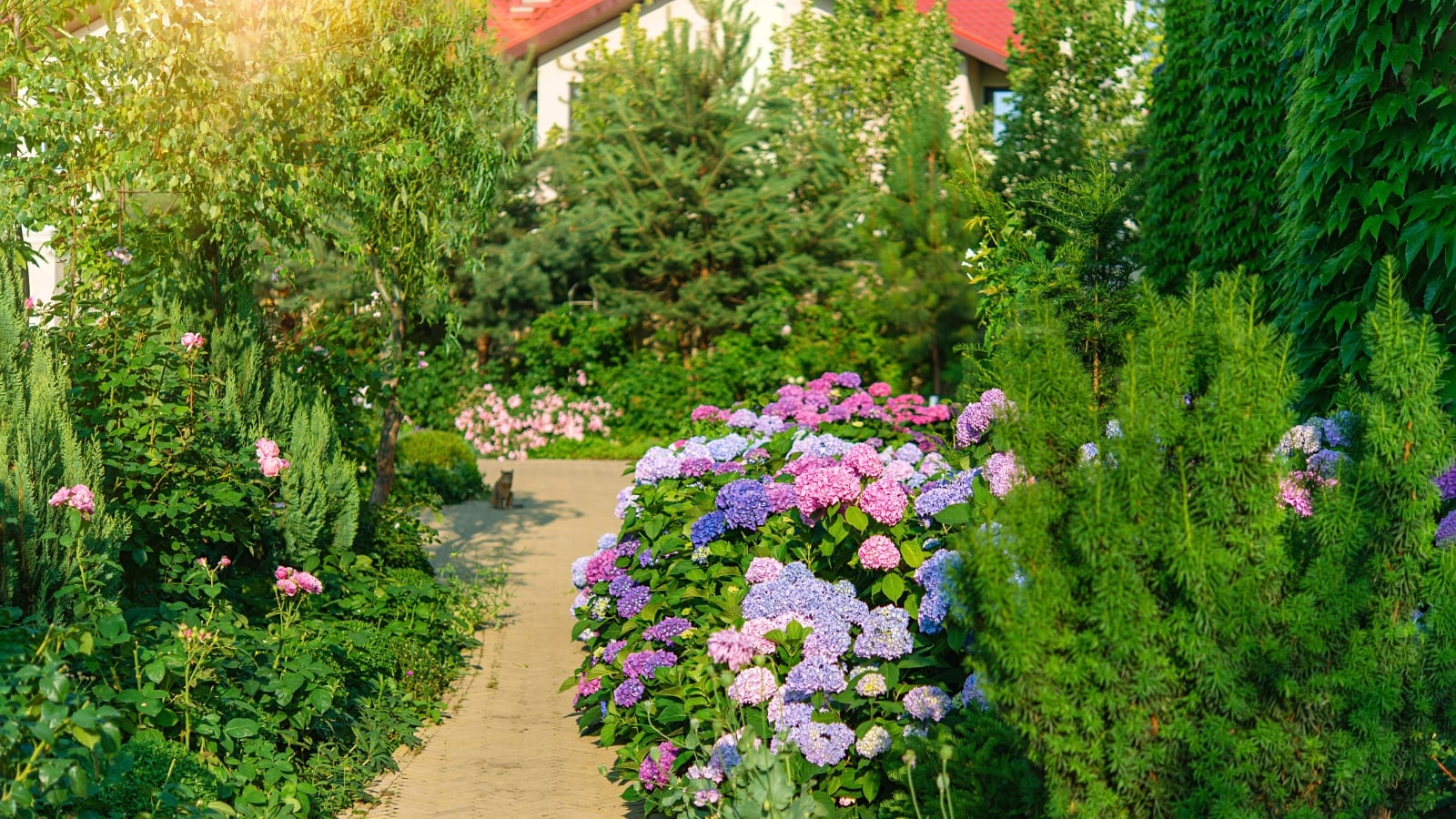 The aesthetic narrow path leading to the house is lined with densely growing plants including shrubs, evergreen trees, soft pink roses, and blue-pink hydrangeas.