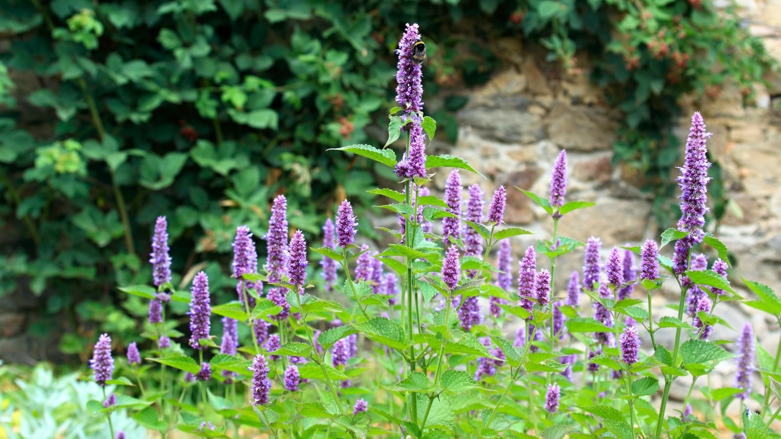 A field of tall purple flower spikes composed of many tiny blossoms, rising above heart-shaped green leaves on slender stems.