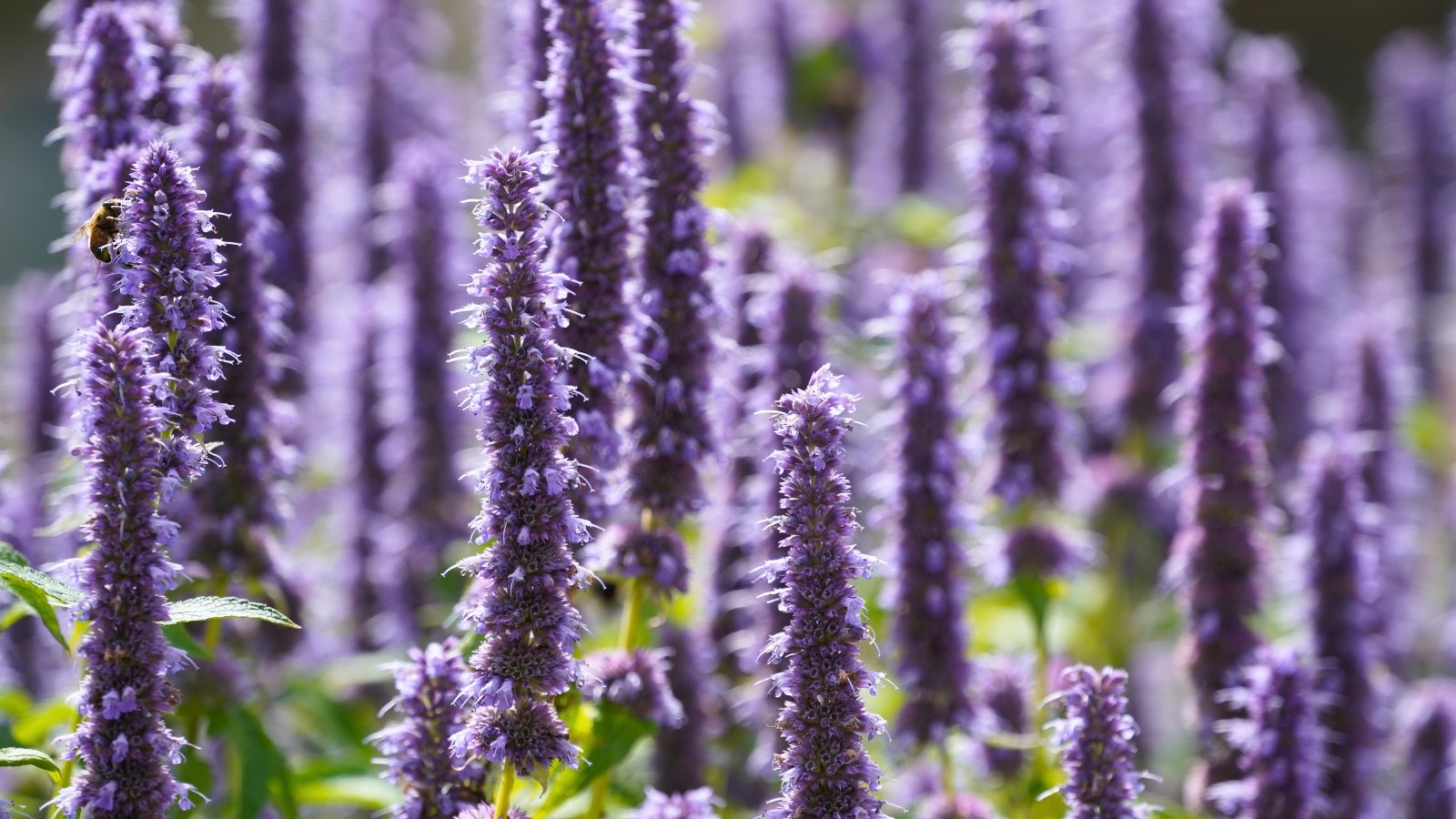 A dense field of tall, fuzzy spires of light purple flowers with small, intricate petals.