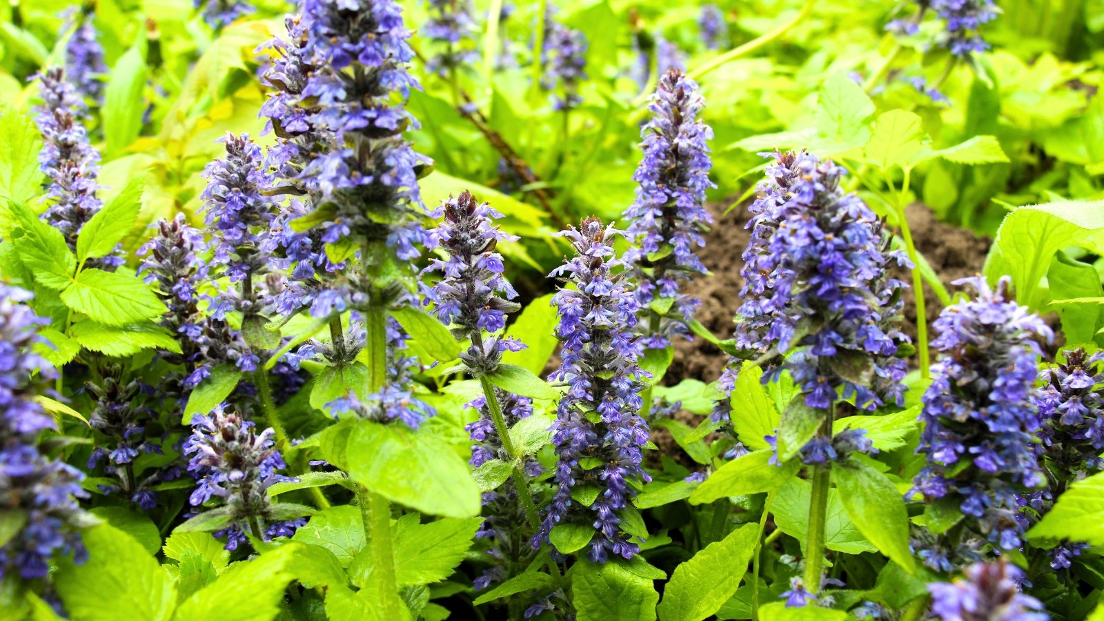 Multiple upright spikes covered in whorls of small, purple-blue tubular flowers blooming above a bed of green leaves.