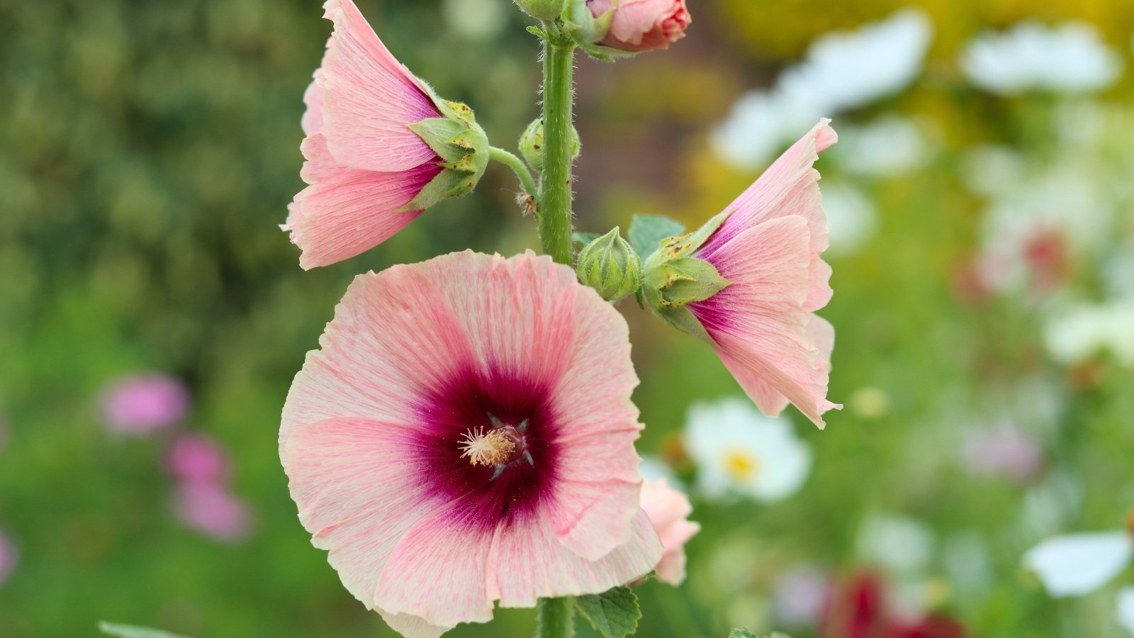 Blooming Alcea rosea ‘Halo Apricot’ flowers with soft apricot-pink petals and a deep magenta halo around the center, showing delicate stamen, buds, and green sepals on a tall green stem against a blurred garden background.