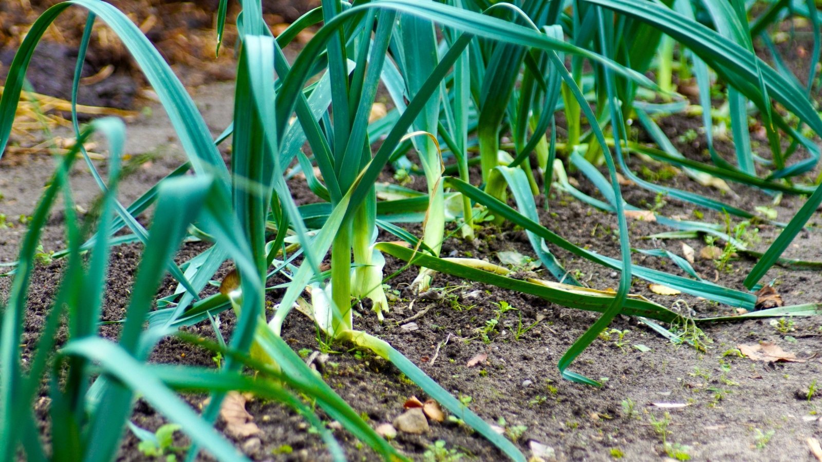 Tall, broad, flat green leaves with a subtle waxy sheen growing in a fan shape from a thick white base.