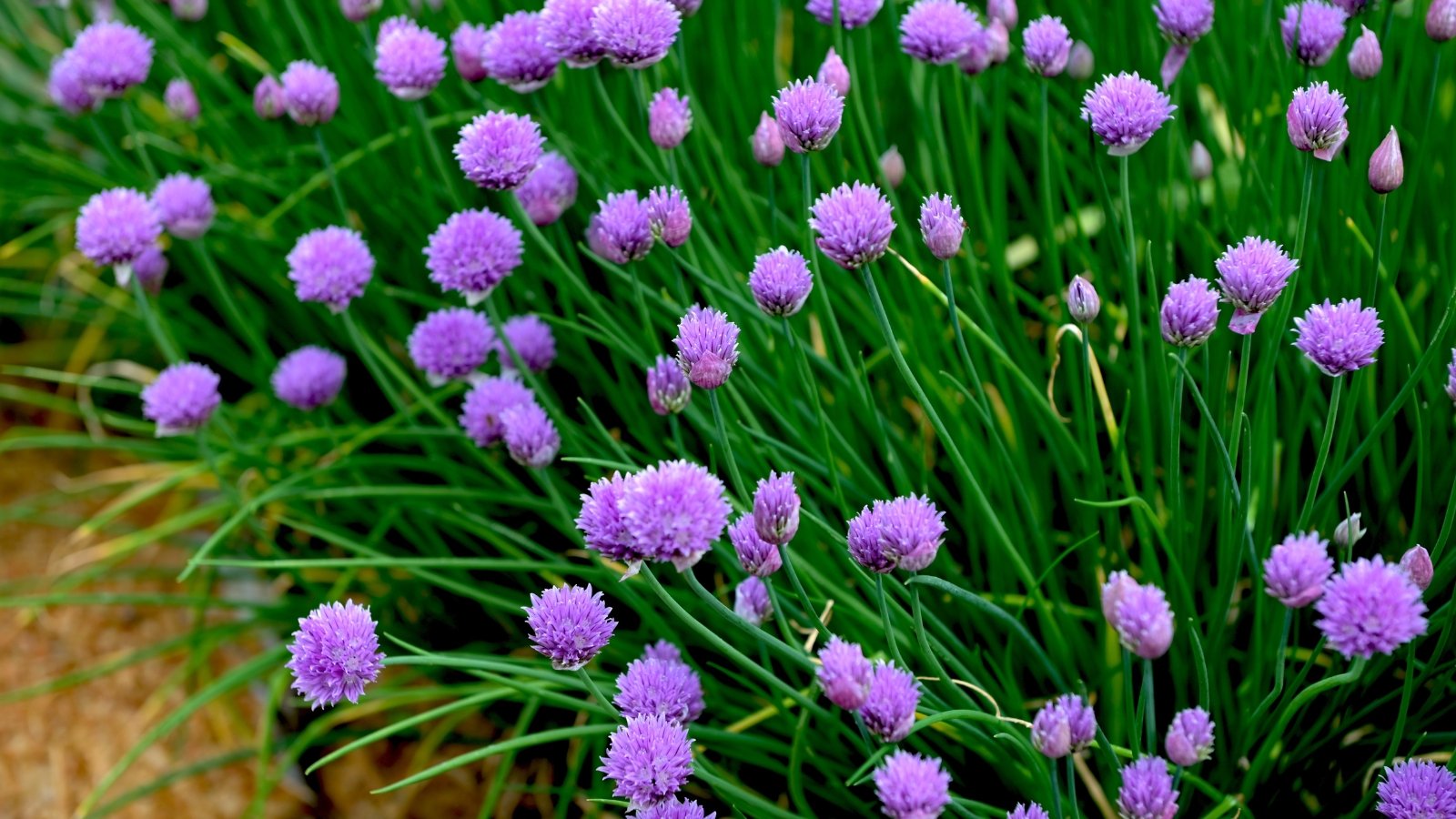 A dense cluster of bright green, hollow, tubular stems topped with round, fluffy purple blossoms.