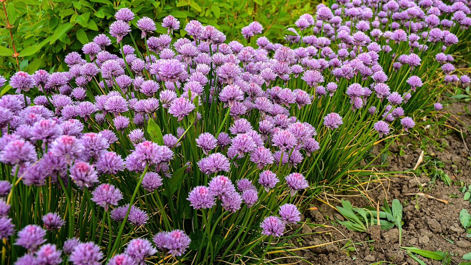 Upright slender green stems topped with clusters of small purple flowers and narrow grassy leaves.
