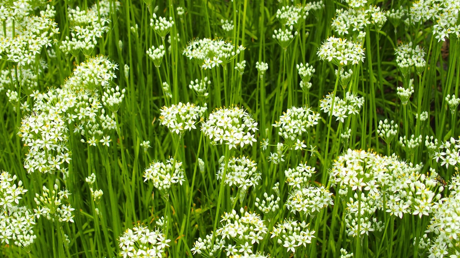 A field of tall, thin green stalks topped with round clusters of small, star-shaped white flowers.