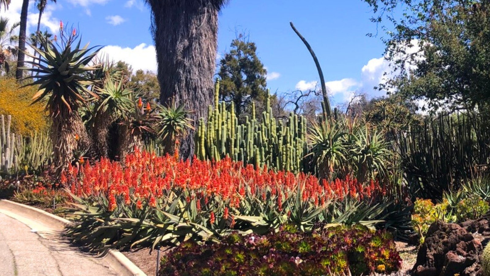 A large, dense bed of tall, spiky orange-red flowers protruding from spiky green rosettes.
