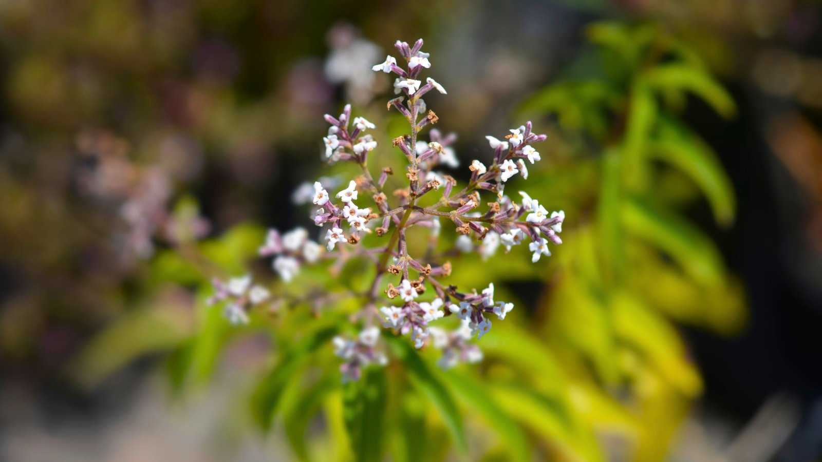 A small, delicate cluster of tiny white flowers with purple markings on slender stems, surrounded by slightly out-of-focus green leaves.