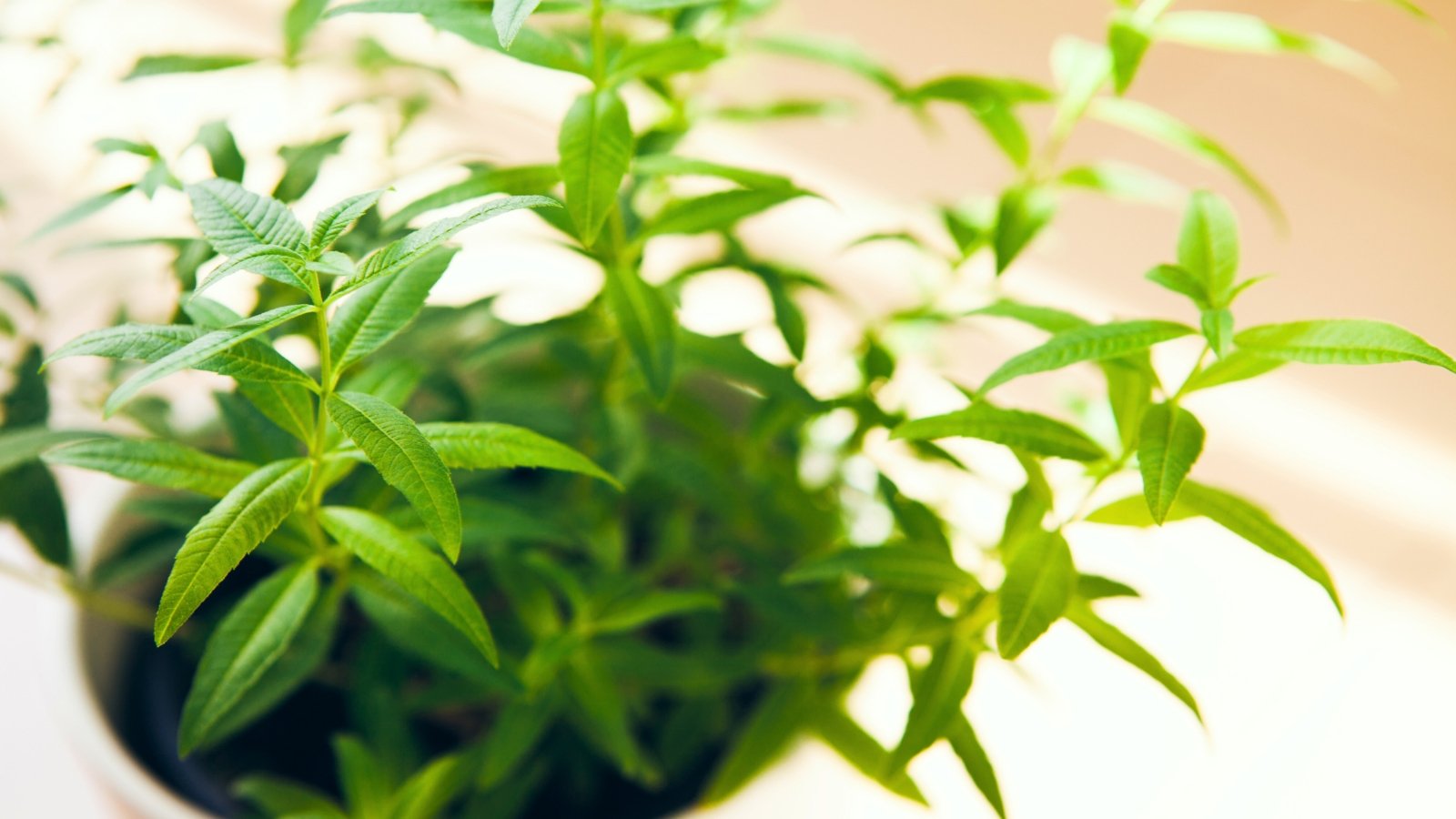 A plant with light green, elongated leaves arranged in whorls along thin, delicate stems.