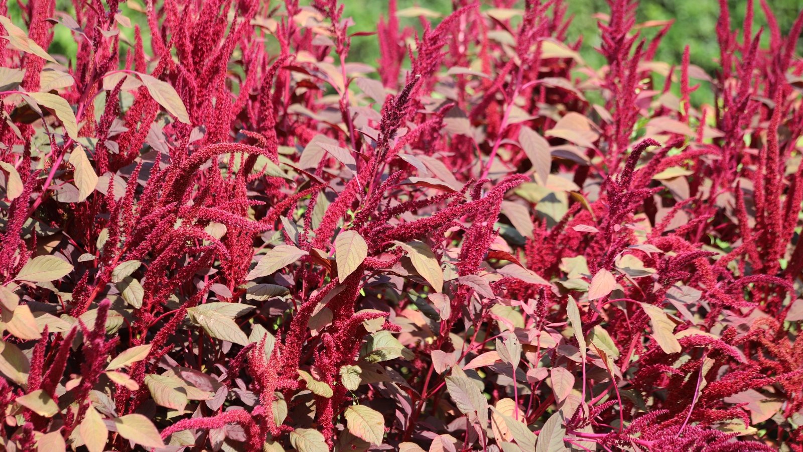 Pale green-purple foliage supports vibrant flower spikes in reds, tiny seeds forming along the textured, feathery blooms.