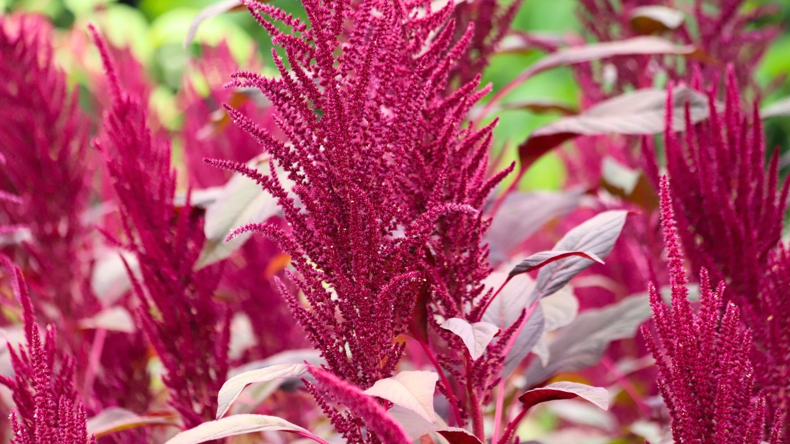 Tall plumes of deep crimson flower clusters cascading gracefully from sturdy stems with large, oval, burgundy-purple leaves.
