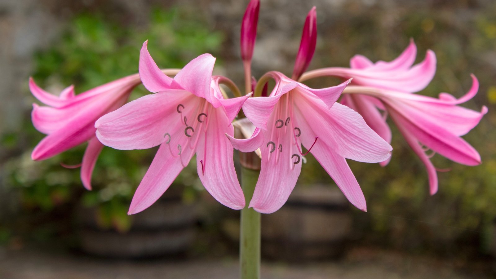 Close-up of trumpet-shaped blooms in shades of soft pink with curved petals and long, slender stamens.