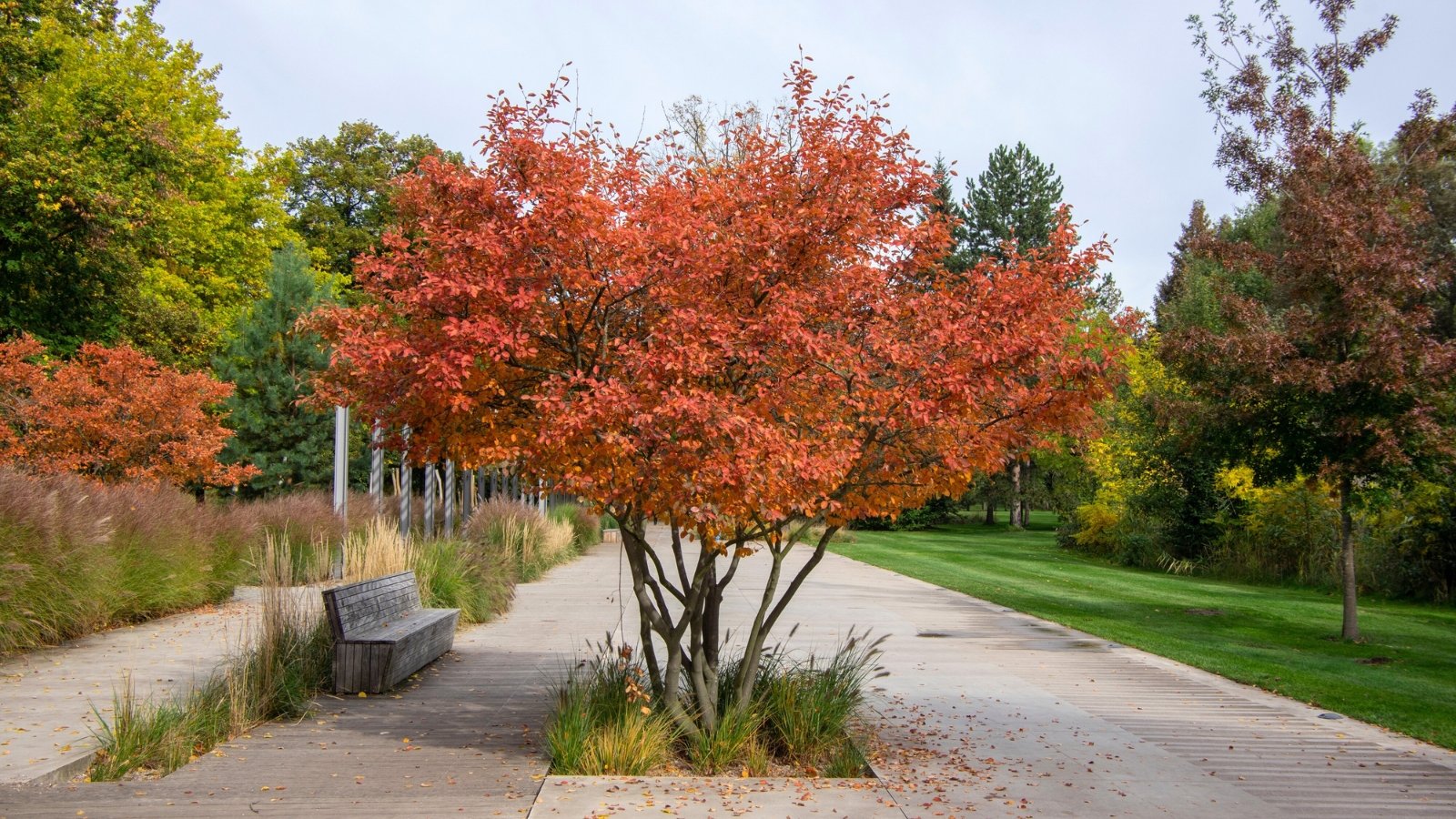 A garden tree with oval, serrated leaves turning brilliant orange-red, creating a vivid autumn display.