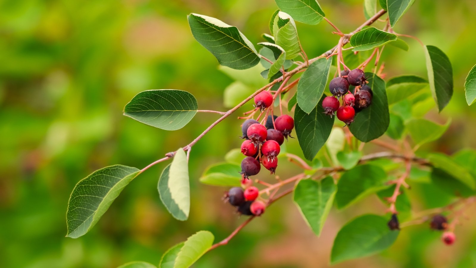 Slender branches hold oval green leaves and small round berries in red and purple hues.