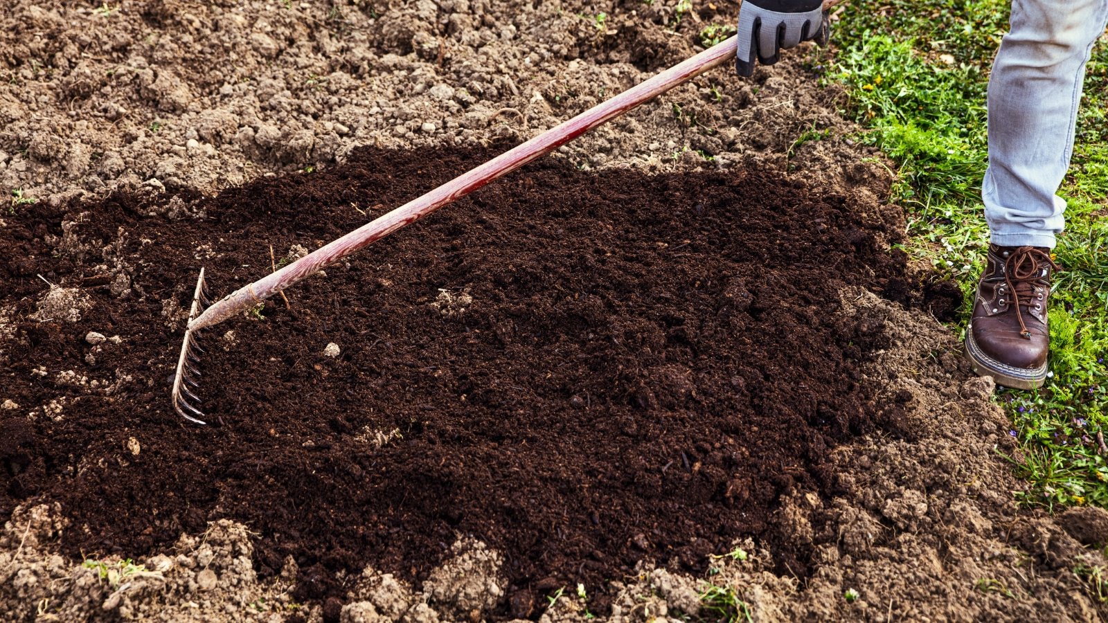 A gardener wearing gloves uses a rake to spread a layer of well-rotted manure evenly across the soil.