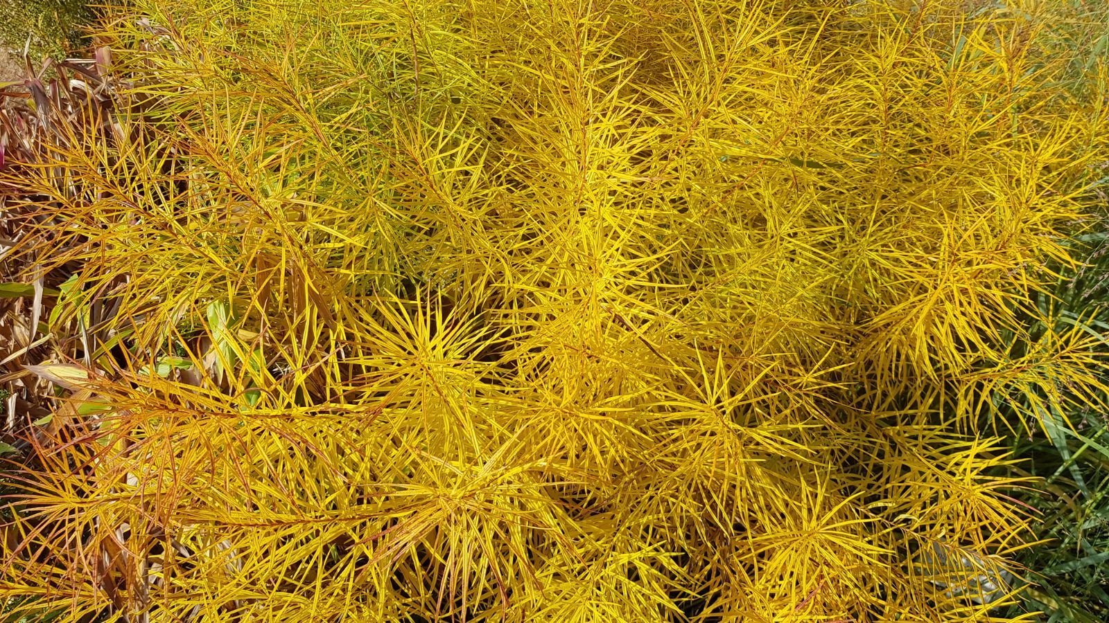 A lush layer of Amsonia hubrichtii appearing yellow and spiny with green foliage in the background