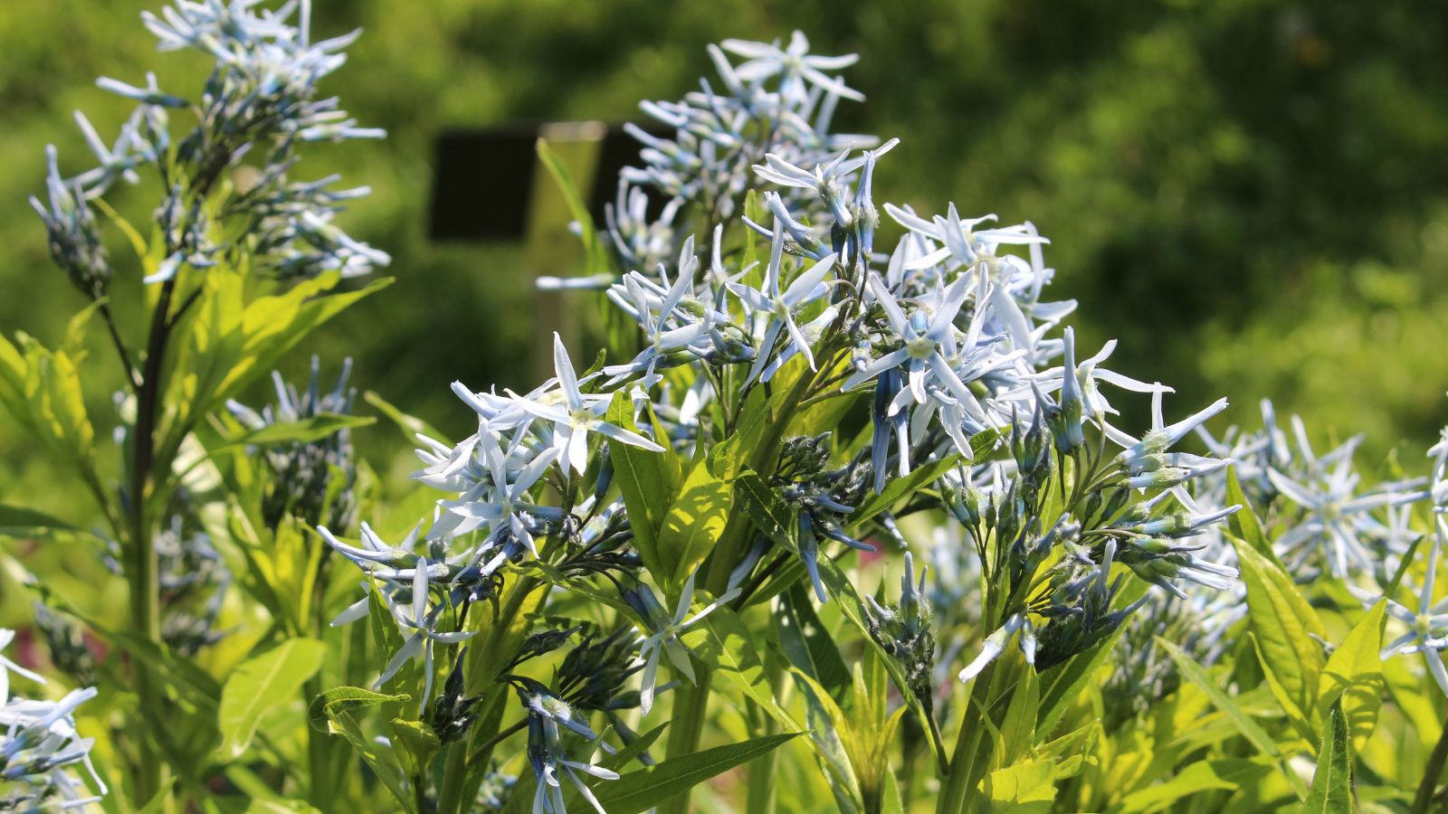 A Amsonia illustris bush appearing to have green stems and leaves with baby blue blooms
