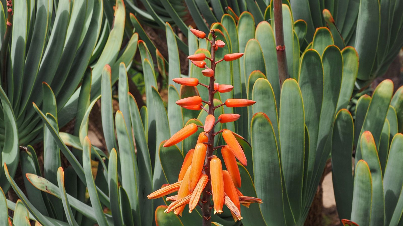 An area with healthy Kumara plicatilis plants, having blooms that look red orange under the sunlight