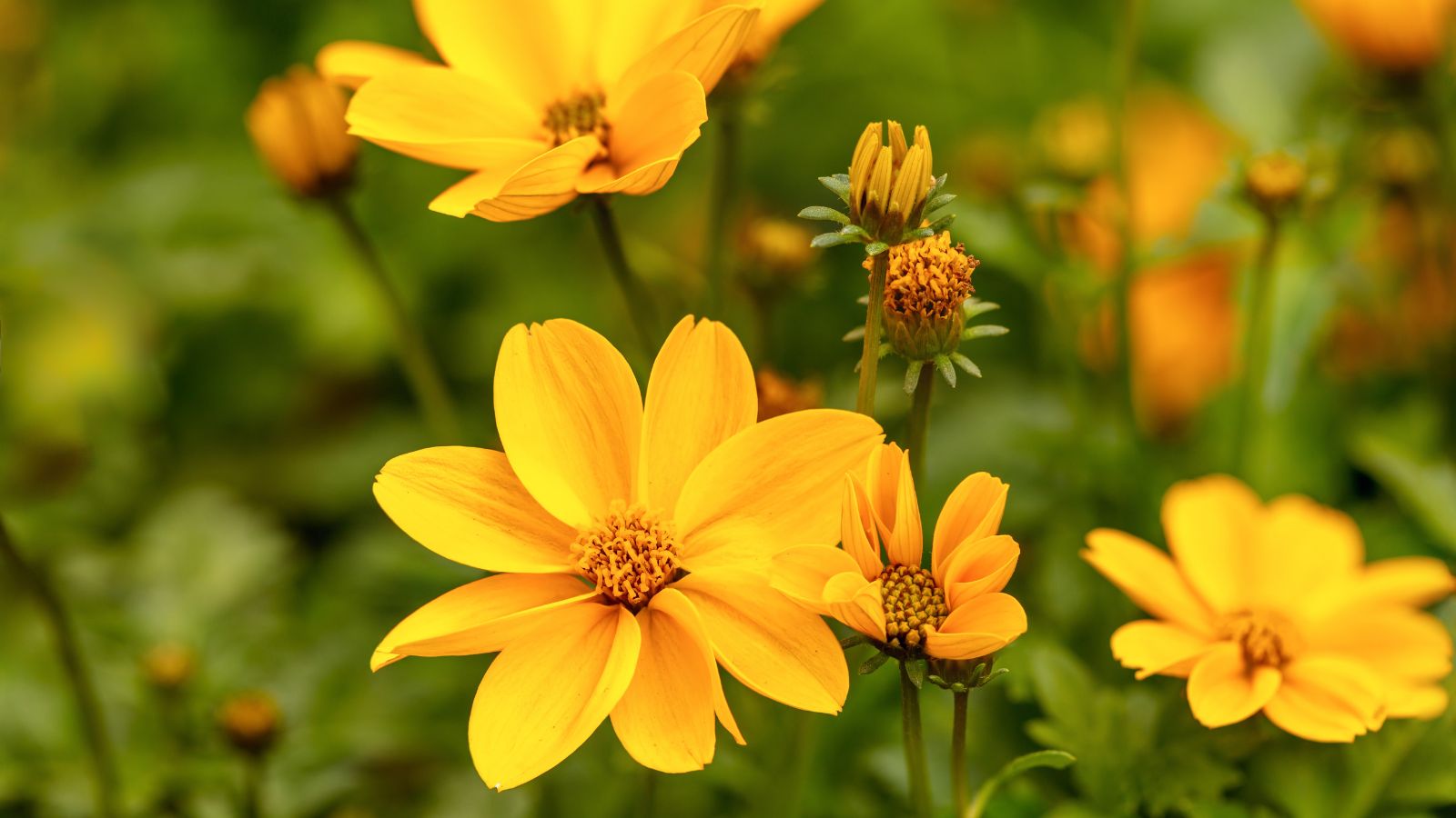 An area with small Tagetes lemmonii blooms, having deep green foliage with bright yellow flowers