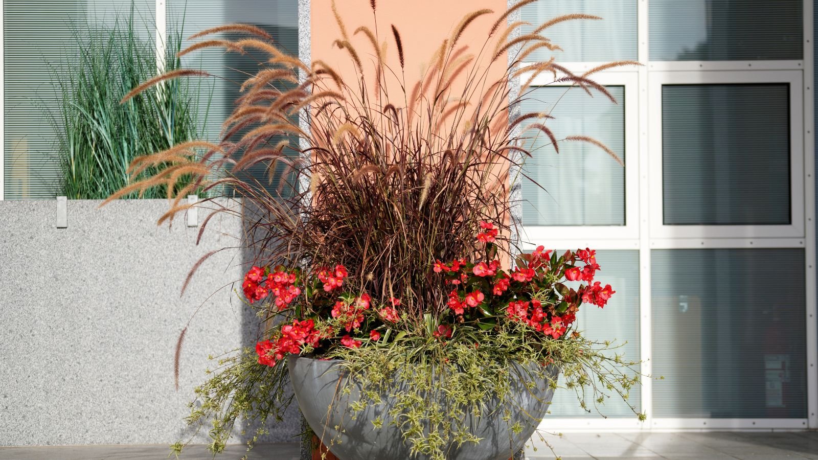 An arrangement with flowering plants and ornamental grass inside a gray round pot placed outdoors with sunlight