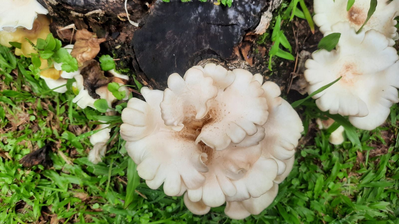 An overhead and close-up shot of a developing white ruffled fungi outdoors, showcasing its beige colored cap, alongside green grass