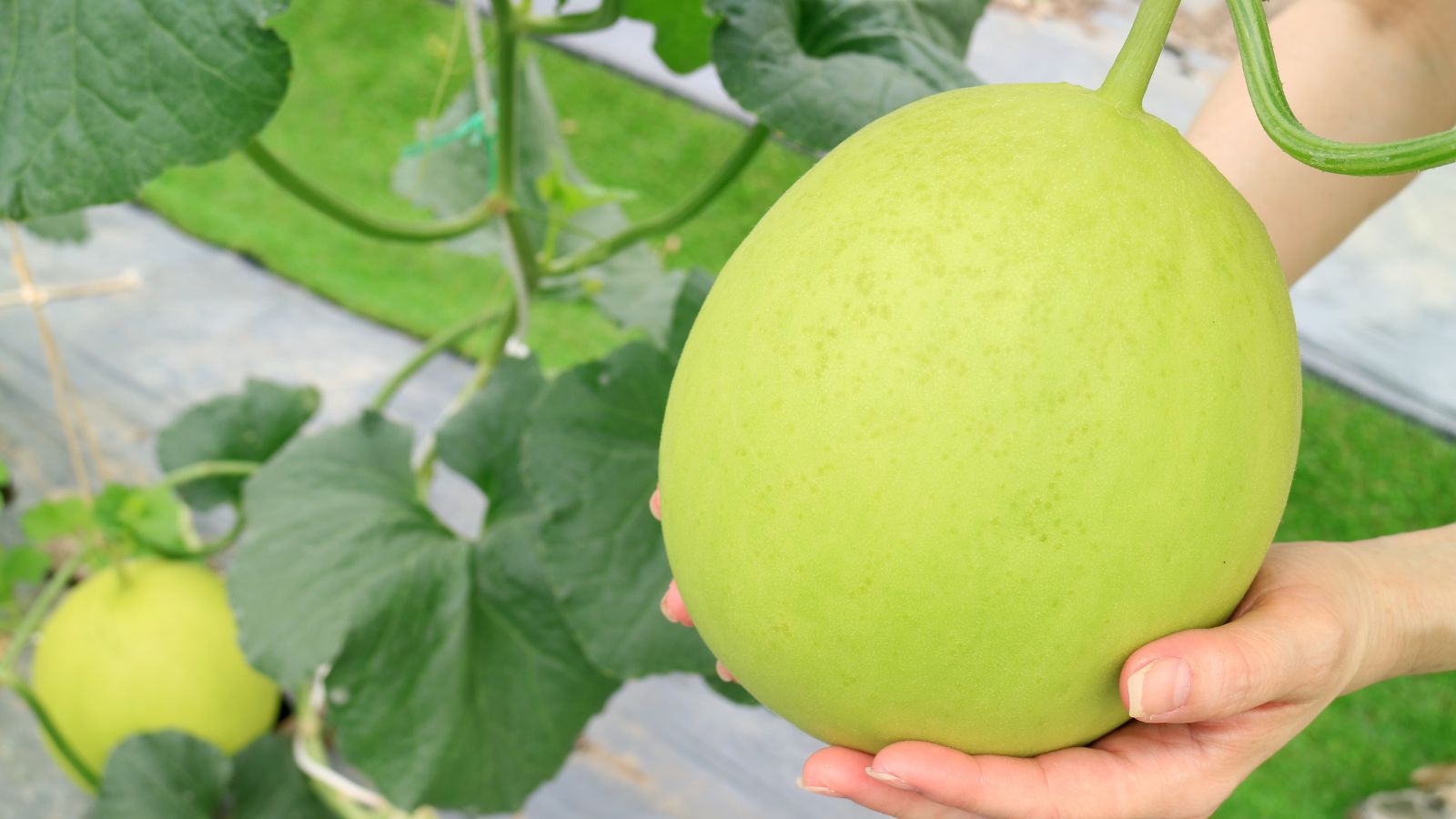 An overhead and close-up shot of a person in the process of inspecting a round fruit