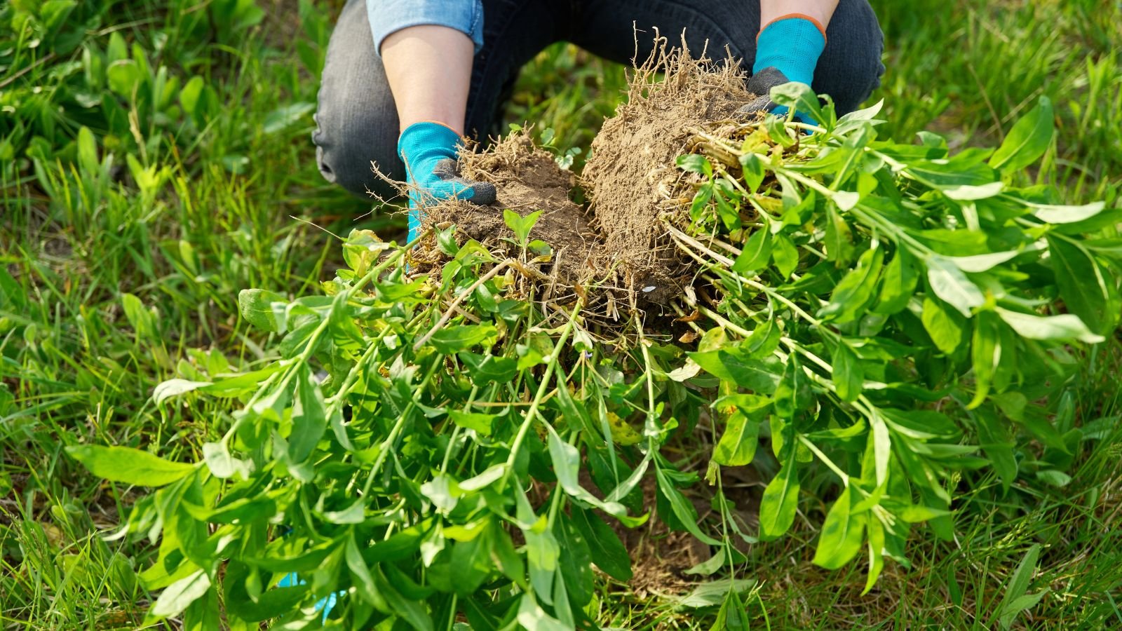 An overhead and close-up shot of a person in the process of separating flowering plants placed in a well lit area outdoors