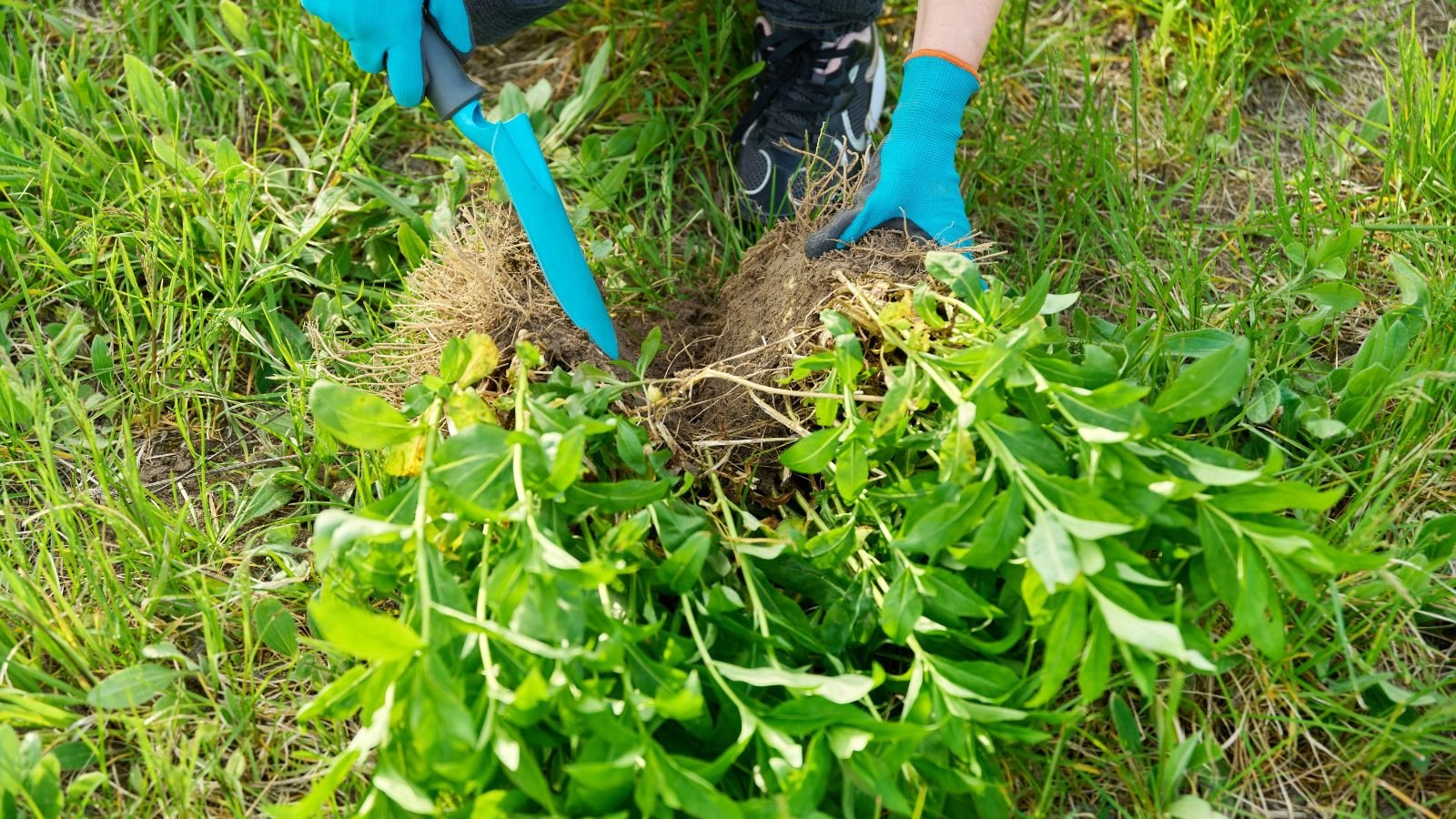 An overhead and close-up shot of a person in the process of separating plants in a well lit area outdoors