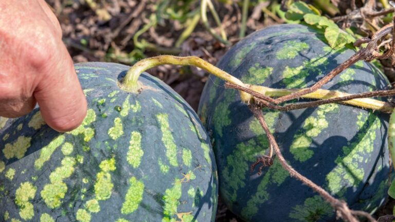 How to Tell if Melons are Ready to Harvest