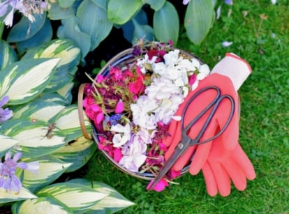 An overhead and close-up shot of a wicker basket filled with flowers and gardening tools, beside a developing flowering plant, showcasing maintenance methods for perennials look terrible August