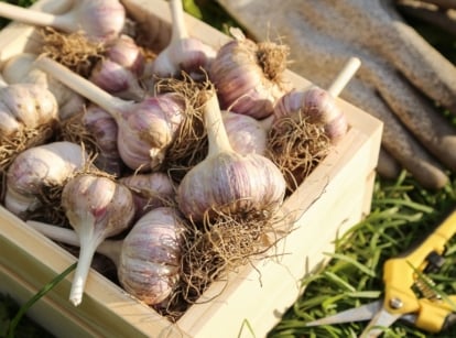An overhead shot of a small wooden container filled with a pile of freshly harvested crops, showcasing how to tell if your garlic is ready to harvest