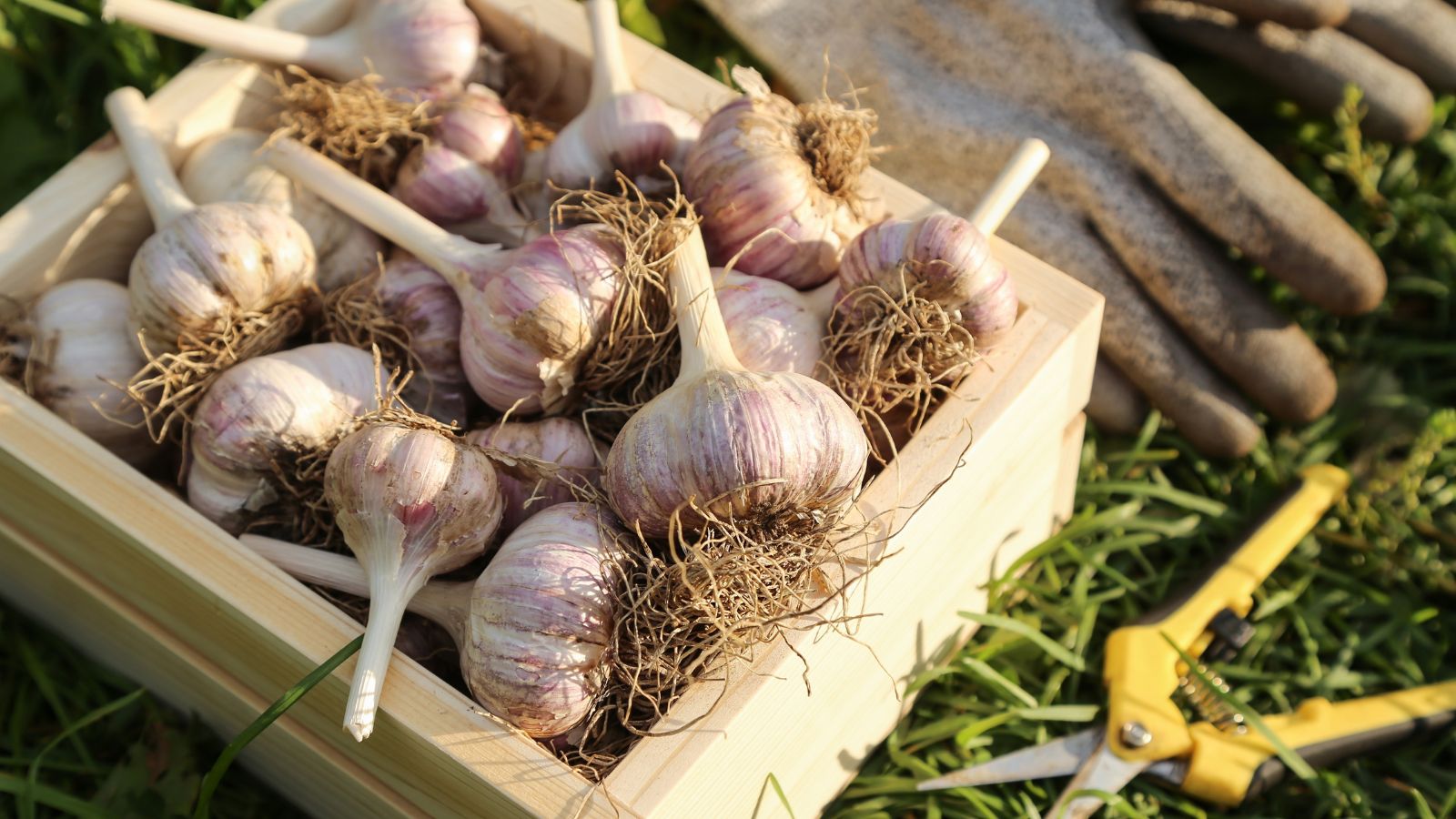 An overhead shot of a small wooden container filled with a pile of freshly harvested crops, showcasing how to tell if your garlic is ready to harvest