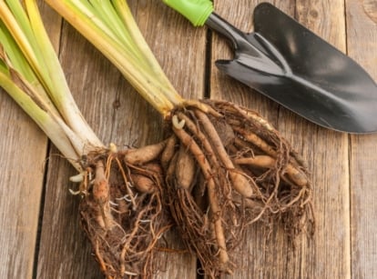 An overhead shot of several uprooted stems of a daylily alongside a hand trowel, showcasing dividing fall perennials