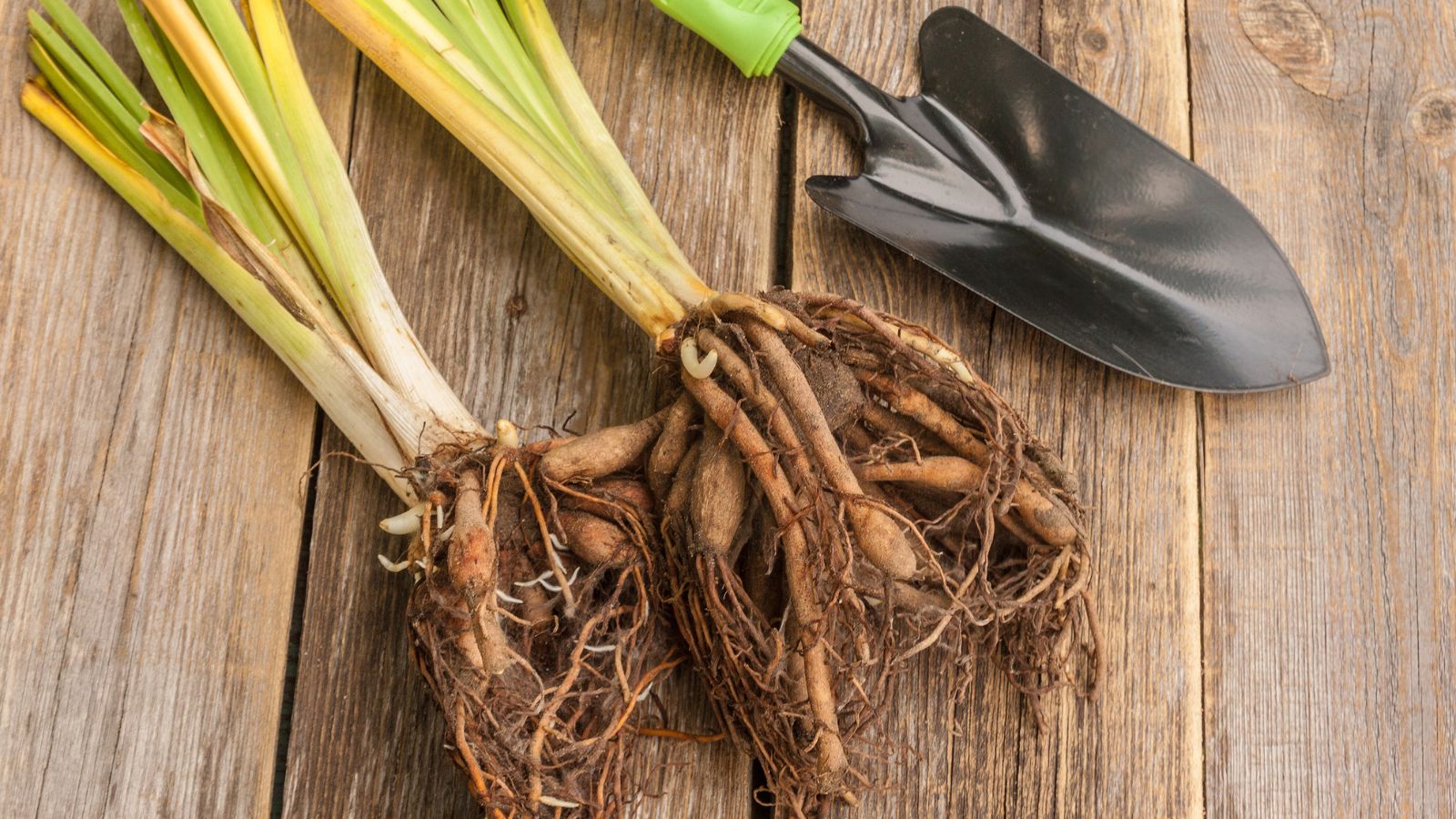 An overhead shot of several uprooted stems of a daylily alongside a hand trowel, showcasing dividing fall perennials