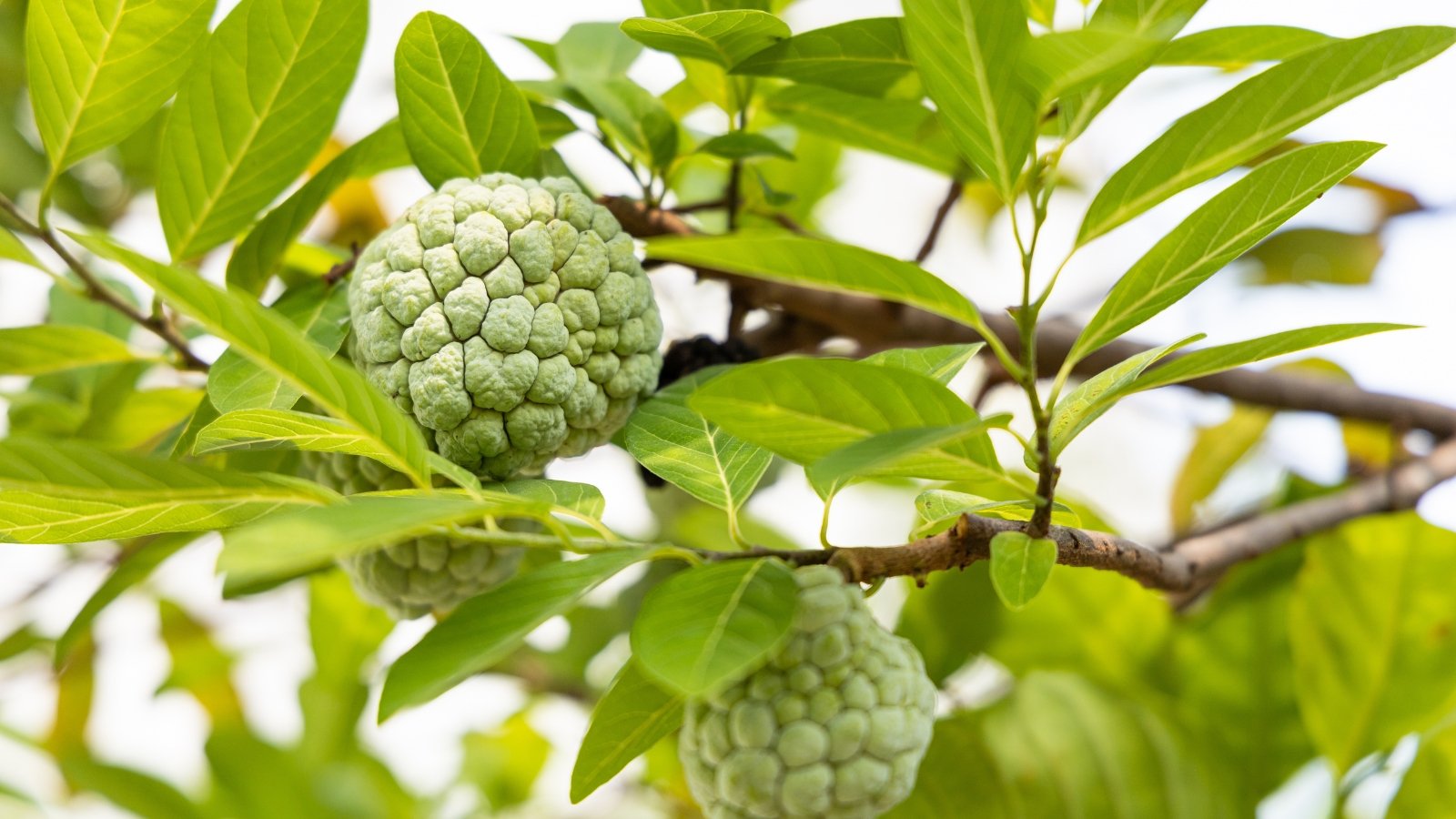 Sturdy branches with large, broadly lobed dark green leaves with wavy edges, supporting conical, greenish-yellow textured fruits.