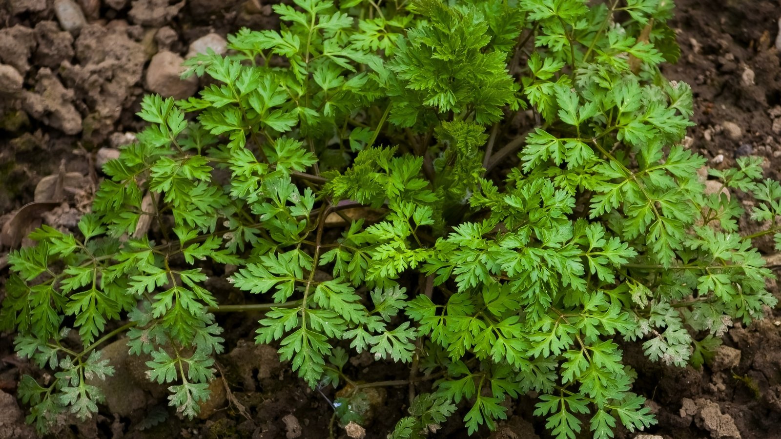 A low-growing, bushy plant with delicate, lacy, light green leaves divided into numerous small leaflets.