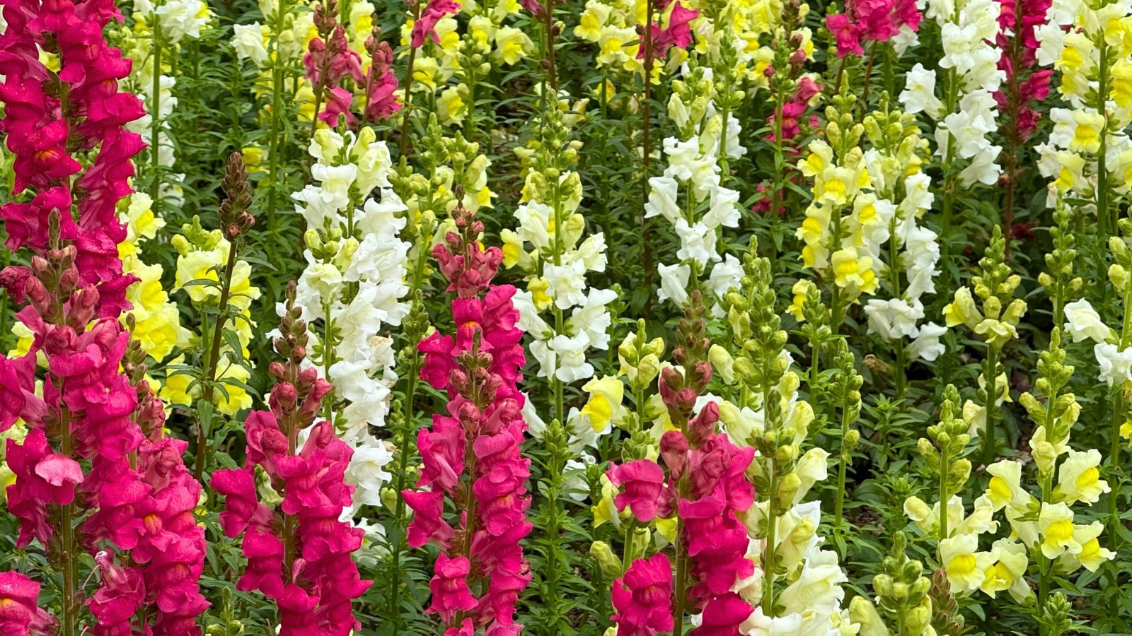 Tall, dense spikes of pink, white, and yellow blossoms with two-lipped, snap-like petals rise above green foliage.