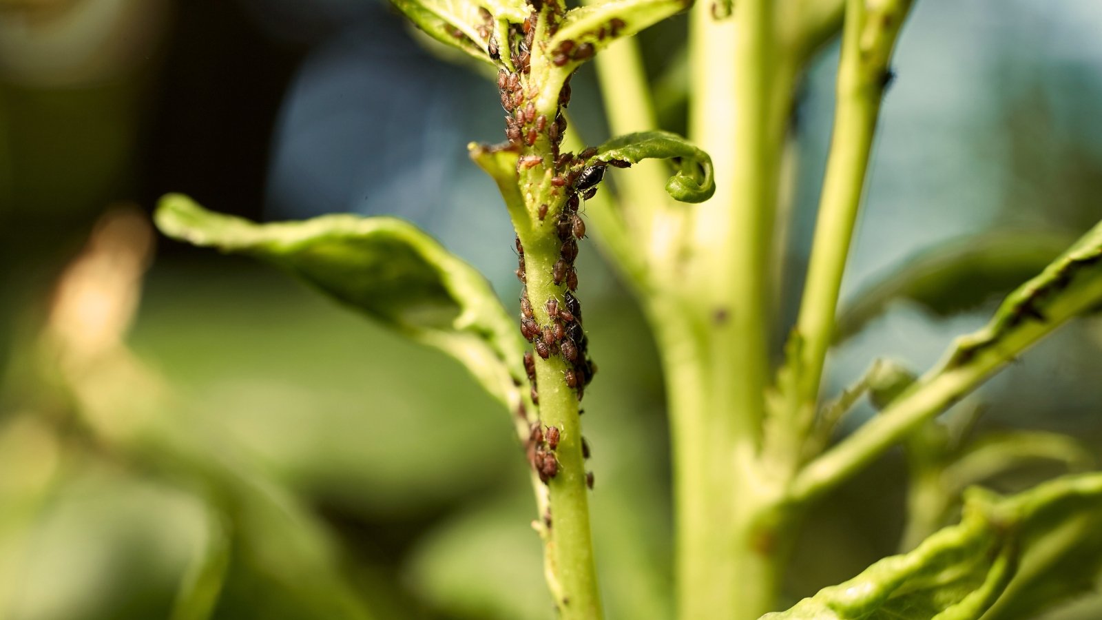 Close-up of a green stem densely covered with tiny brown-black aphids clustered along its surface.