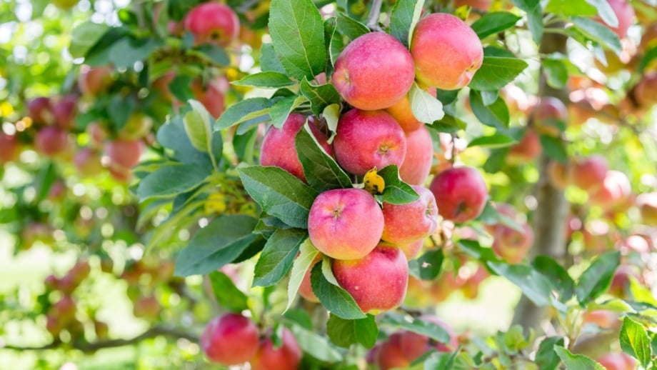 28 Different Types of Apple Tree Varieties to Grow This Season