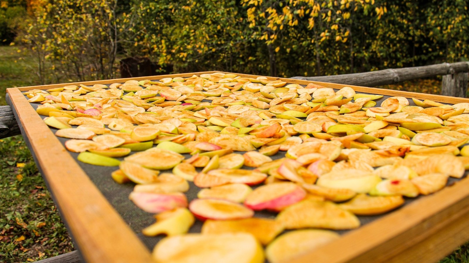 Pieces of freshly cut apples spread evenly on a drying rack, showing their pale flesh and smooth skin edges.