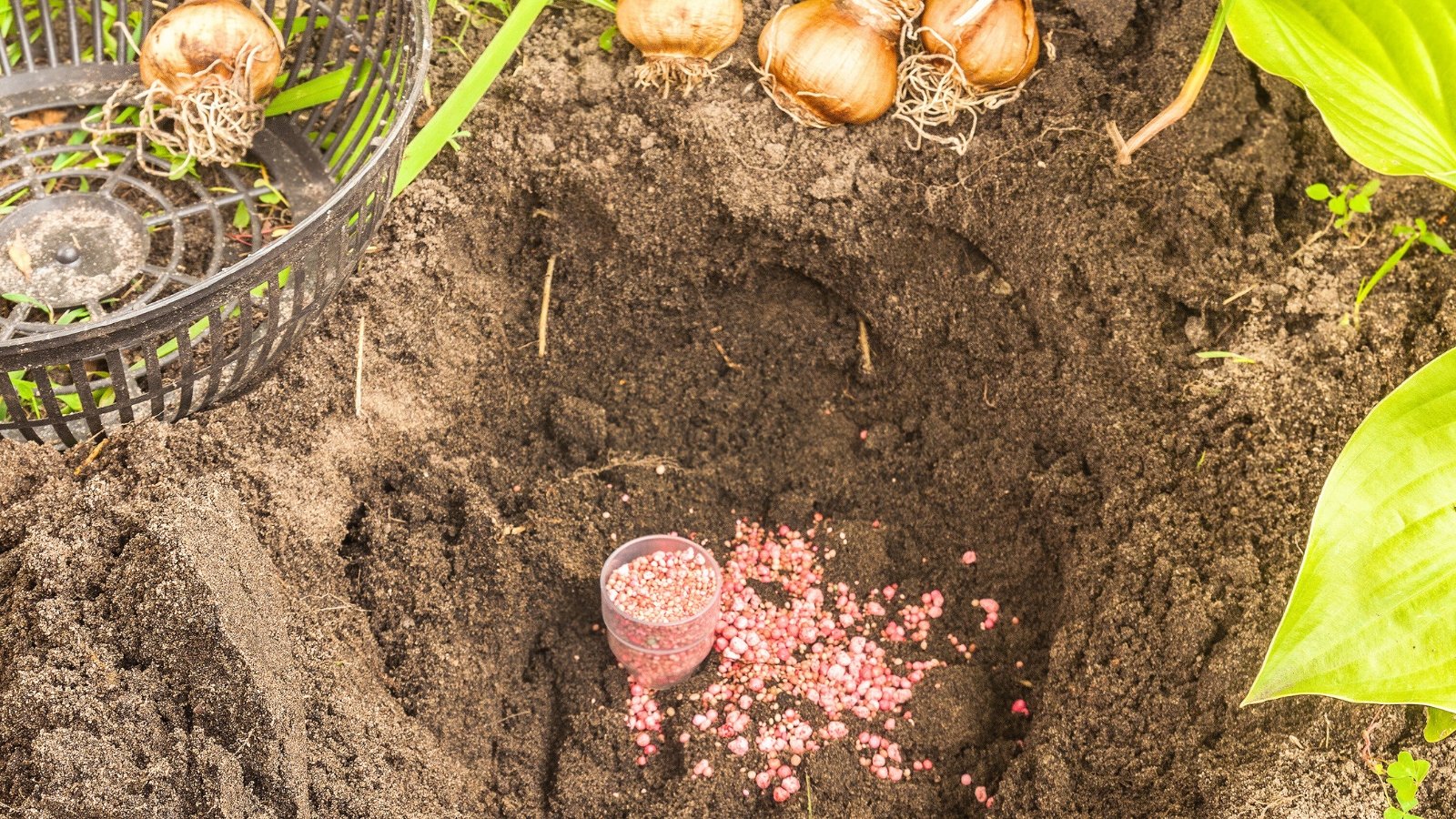 Close-up of pink granular fertilizer sprinkled into a soil hole beside daffodil flower bulbs ready for planting.
