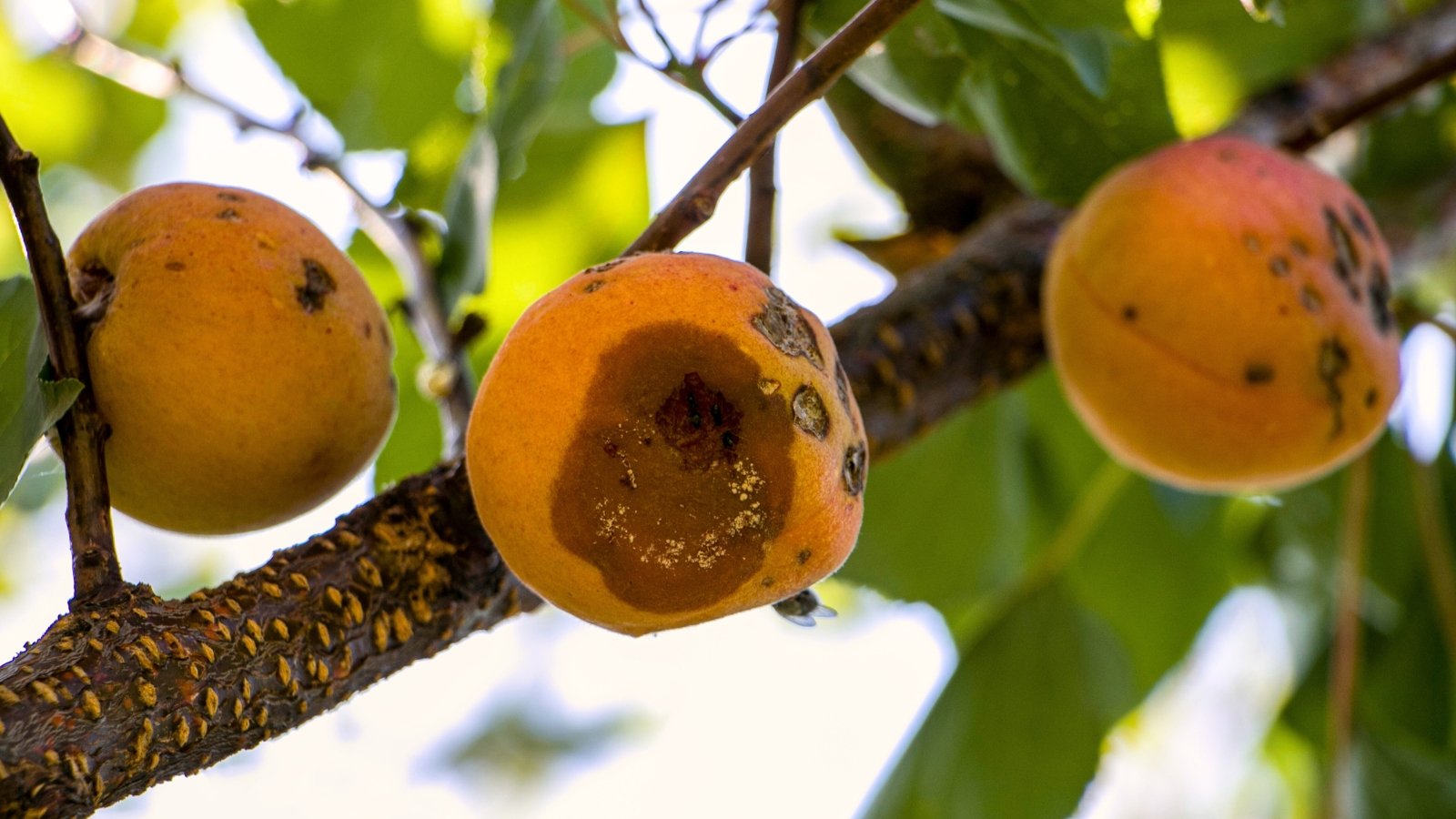 Apricots on the branches show dark, shriveled, and rotting spots with softened skin.