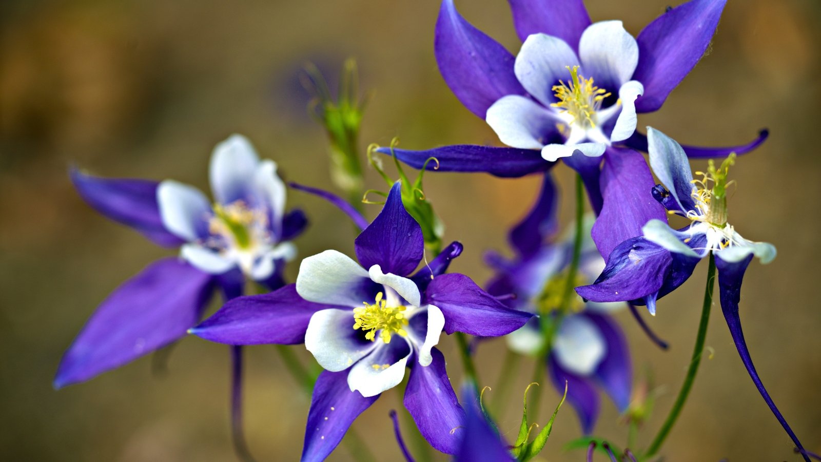 An elegant arrangement of spiky purple and white flowers with pointed petals and long, slender spurs.