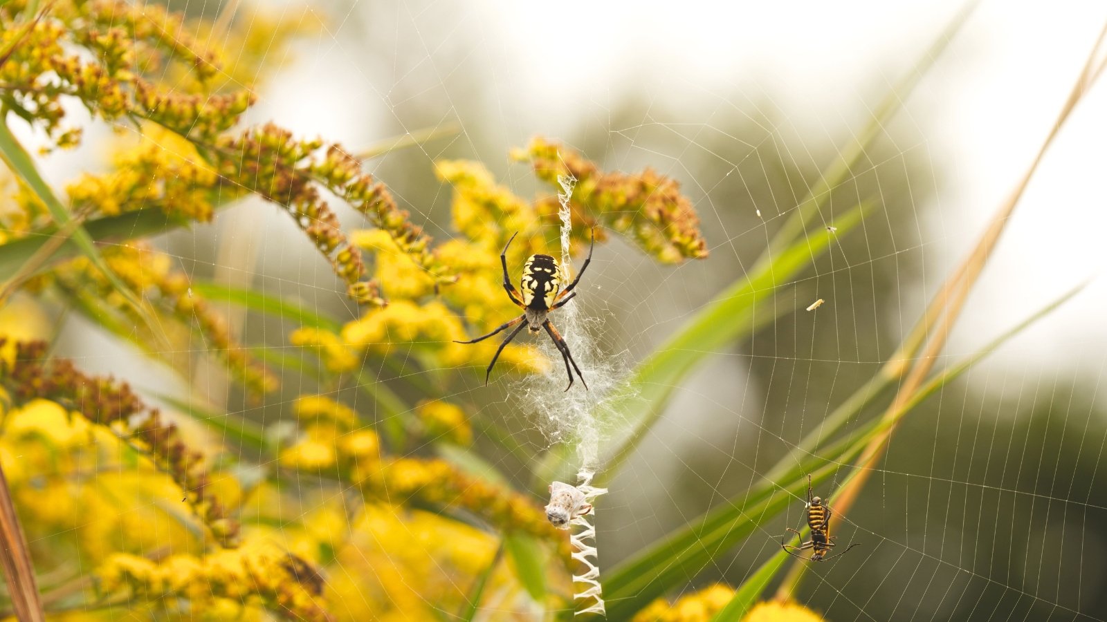 An Argiope aurantia with a striking black-and-yellow patterned abdomen and long, banded legs sits in the center of its intricate web stretched beside clusters of bright goldenrod blooms.