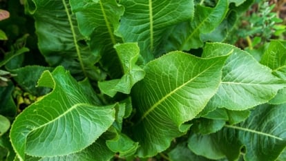 A close-up view of large, deeply textured, wavy-edged green leaves with prominent veins.