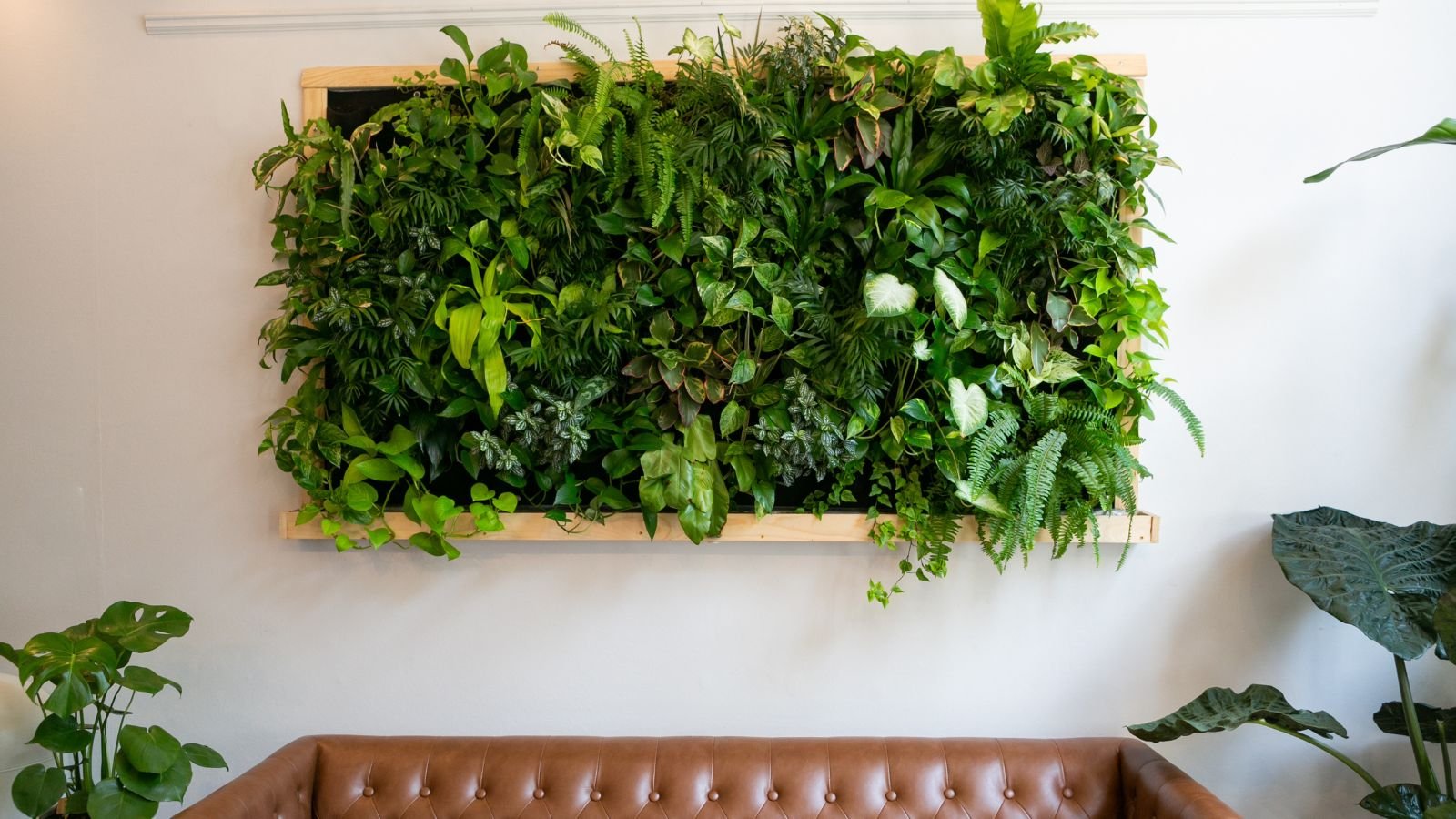 Arranged plants placed indoors somewhere above a brown leather sofa with potted plants at the sides