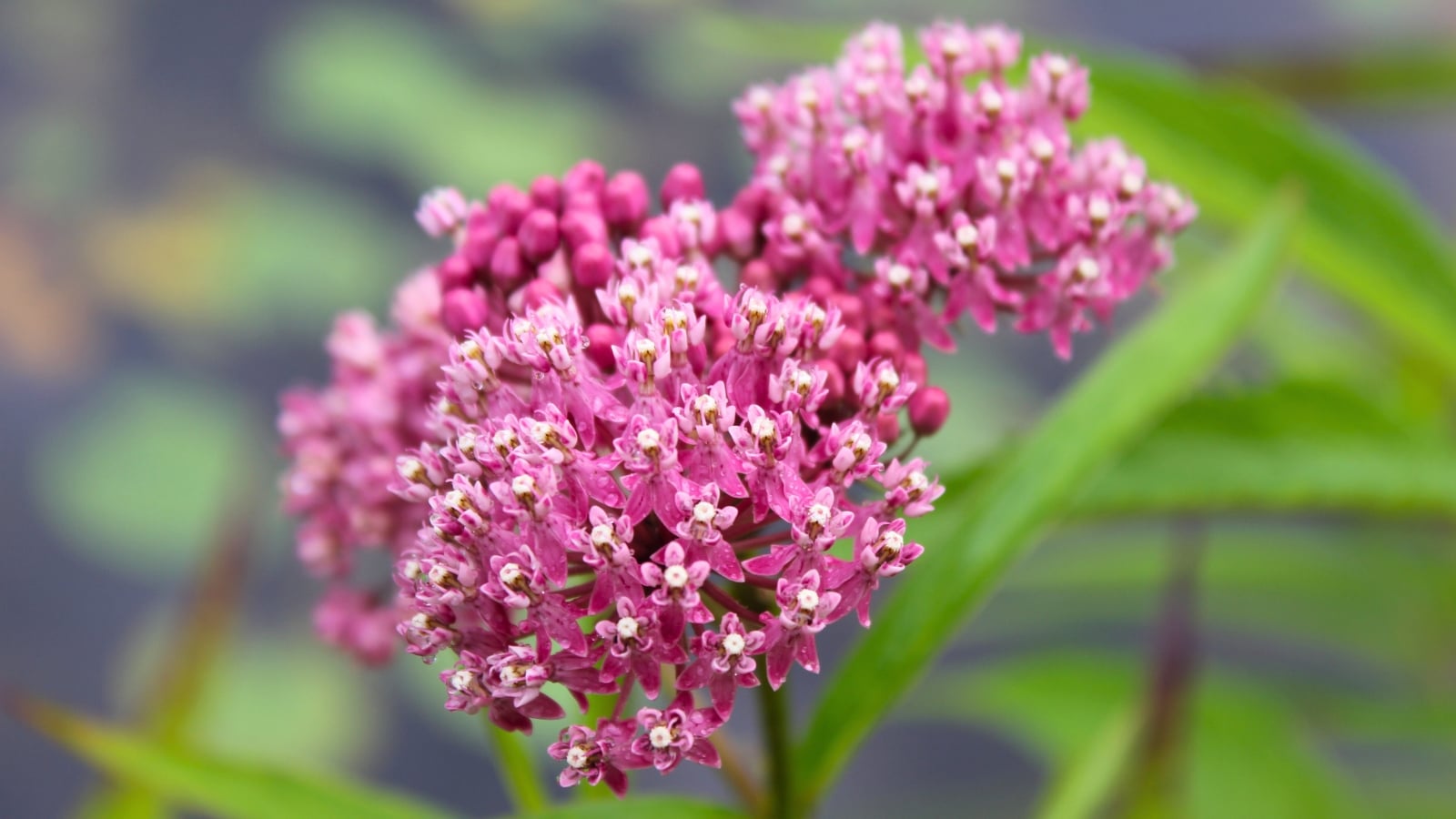 A round cluster of small, delicate pink and white flowers with five distinct petals, held on a sturdy green stem.