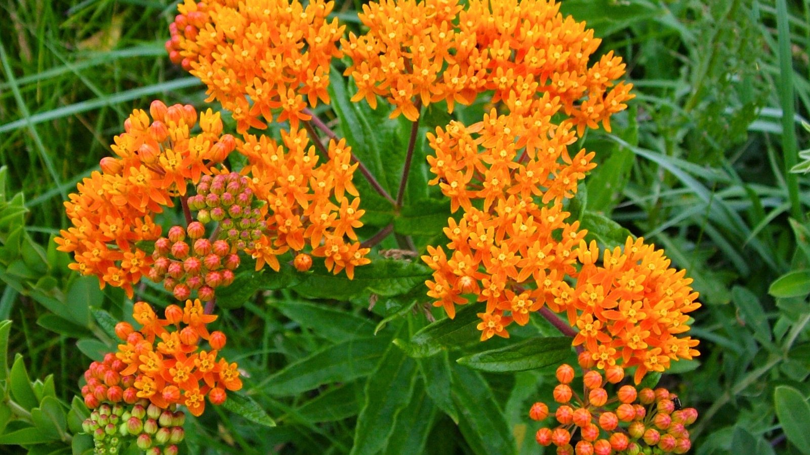 A vibrant cluster of small, star-shaped orange flowers with a yellow center, surrounded by buds and green leaves.